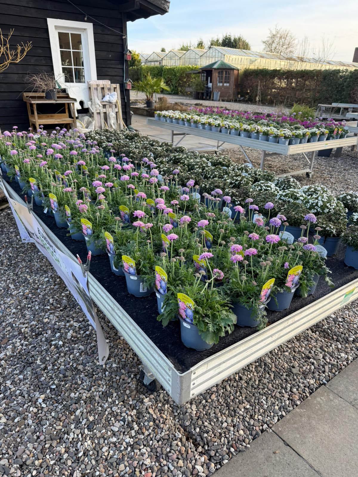 Zimmerpflanzen & Topfpflanzen 1